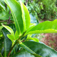 Camellia sinensis leaf shoot